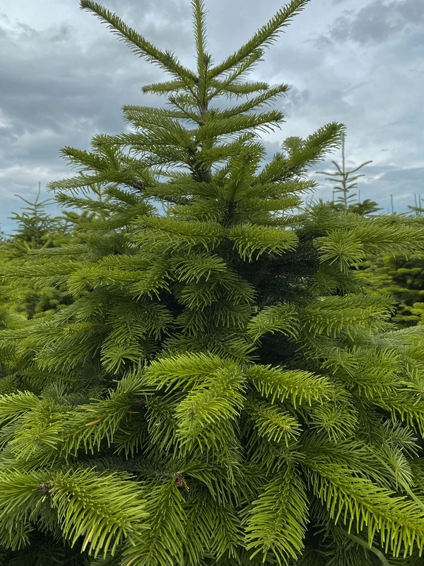 sapin de noel nordmann