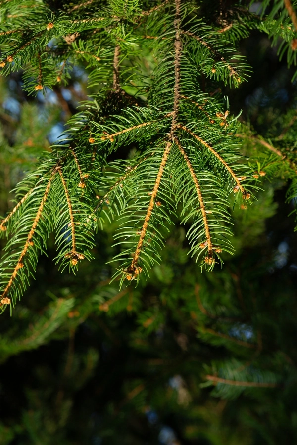 Les 4 variétés de sapins cultivées de votre sapinière près de Rennes