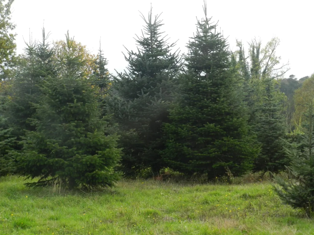 Vente de sapins de noël à Vannes et dans toute la Bretagne