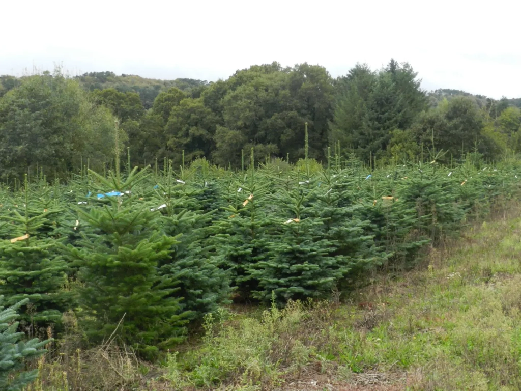 Producteur éco-responsable de sapin de Noël près de Vannes