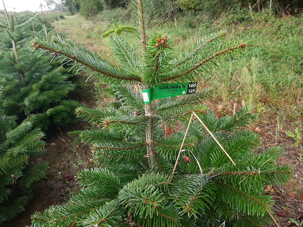 Production de sapins près de Rennes