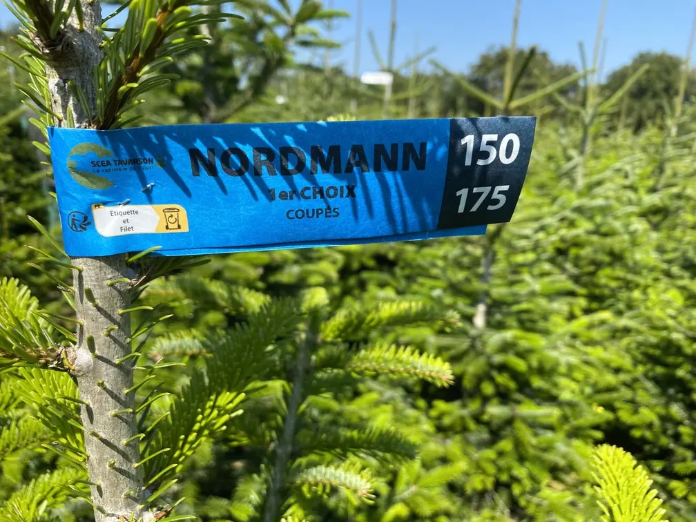 La campagne de marquage de vos futurs sapins a commencé !