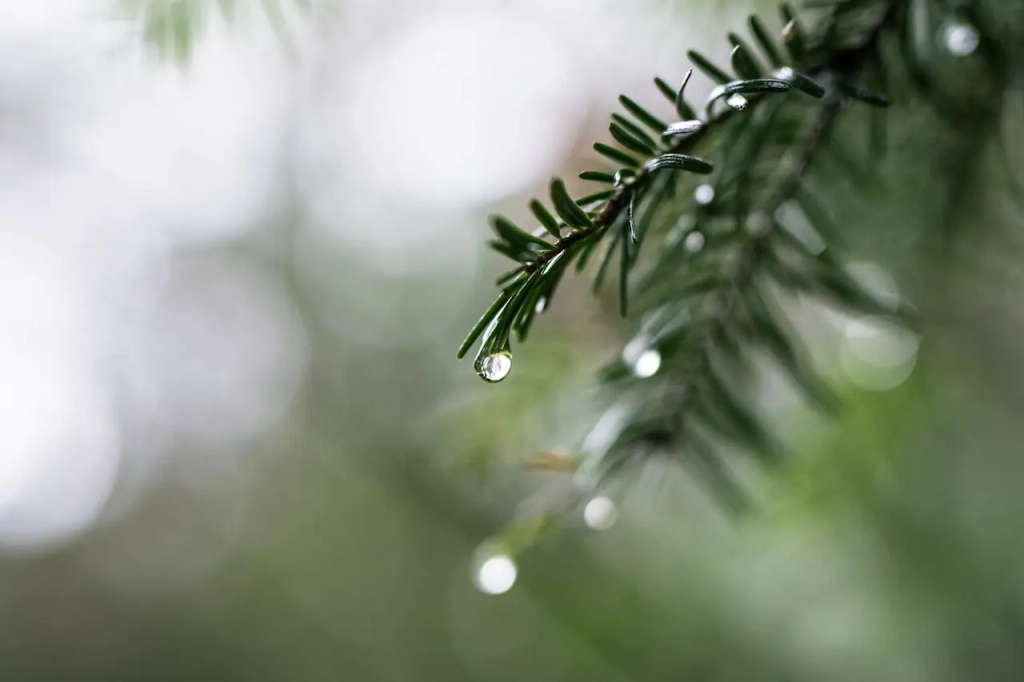 L'impact du changement climatique sur les sapins