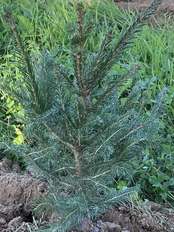 Plantation des Épicéas terminée