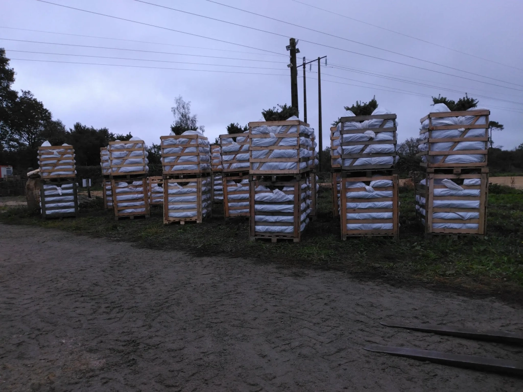 Les plants de sapins sont arrivés à Saint-Gravé