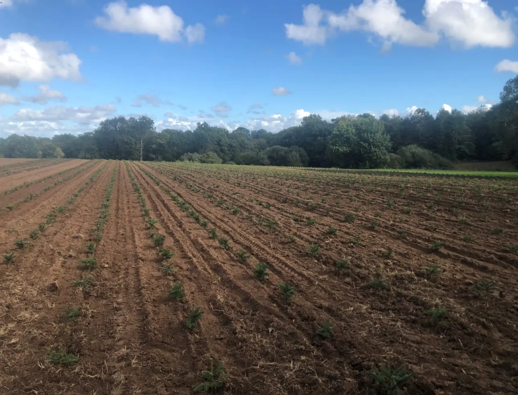 Nouvelle plantation à la sapinière de l'oust dans le Morbihan