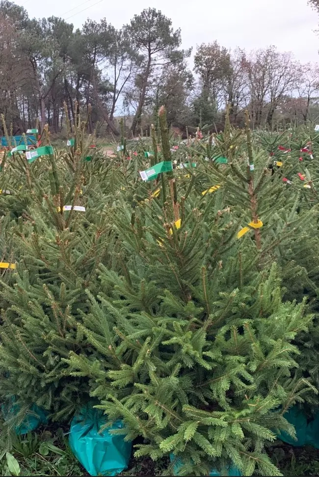 Week-end : Sapins en pot et préparation des palettes