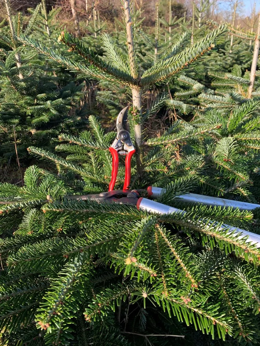 La taille des sapins a commencé