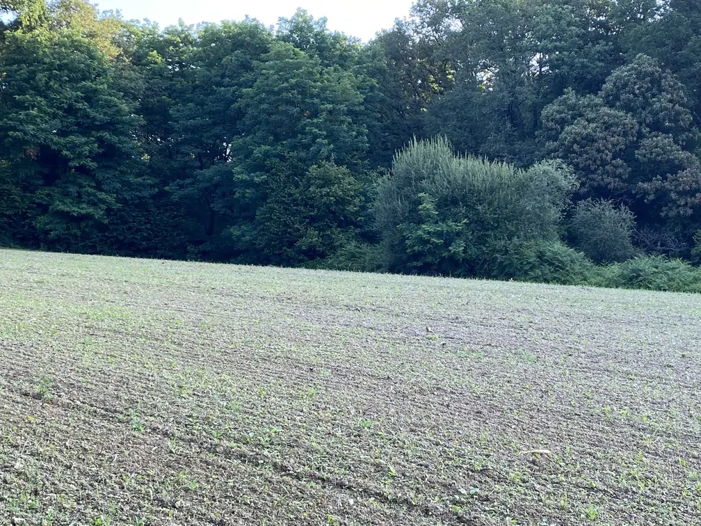 Semi de trèfle avant plantation du mois de septembre